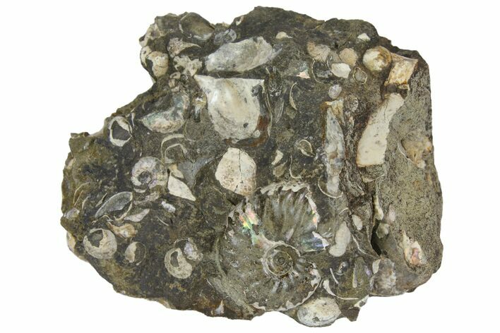 Iridescent, Fossil Ammonite (Scaphites) - South Dakota #137285
